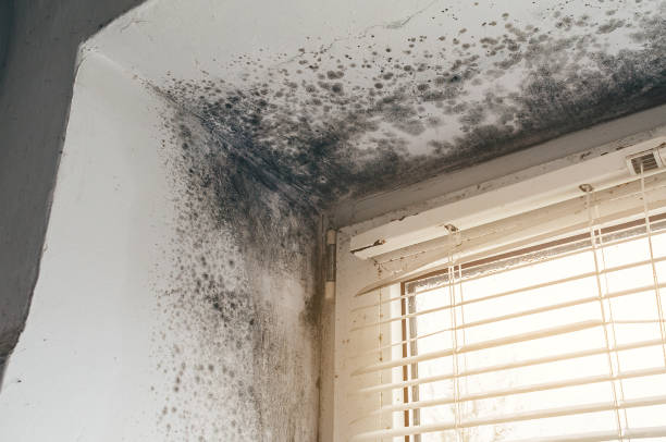 Affordable Black Mold Remediation solutions in Oak Ridge, NC
